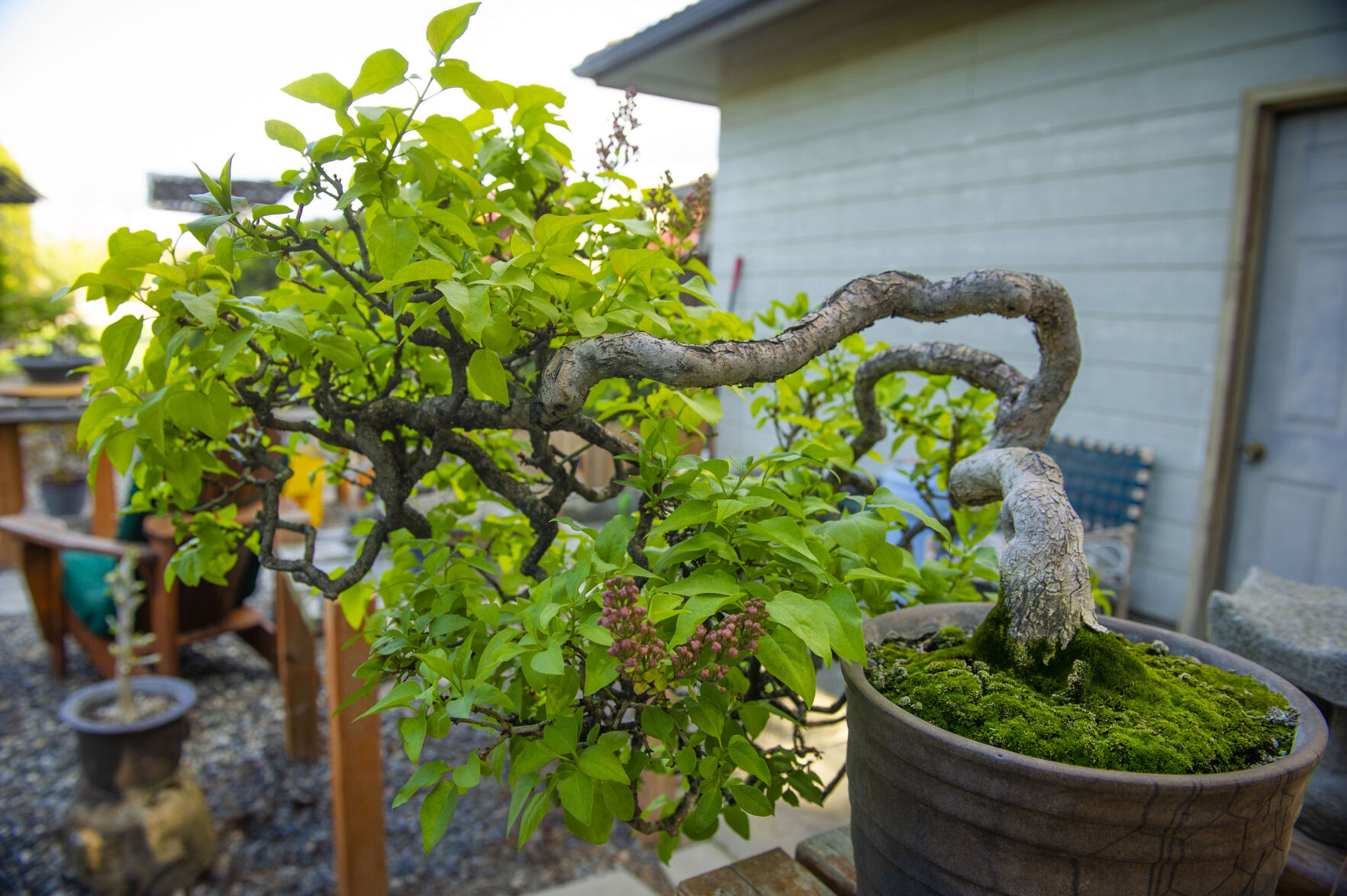Pat Spencer's Bonsai Garden